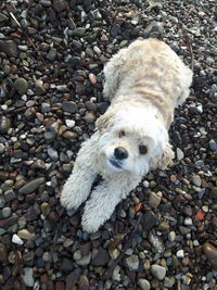 High angle view of dog on pebbles