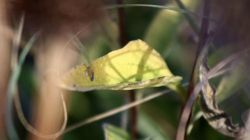 Close-up of insect on plant