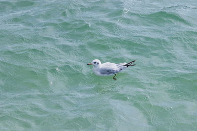 High angle view of seagull swimming in sea
