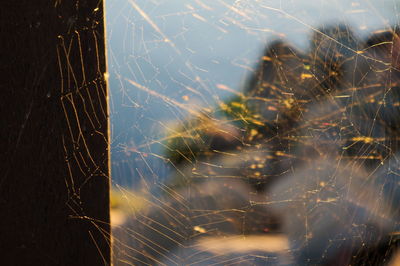 Close-up of spider web