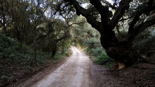 Empty road amidst trees in forest