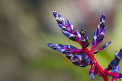 Close-up of purple flower