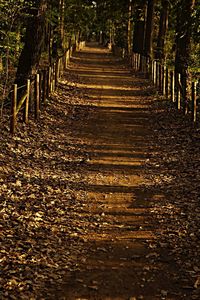 Treelined footpath along trees