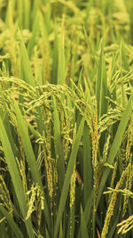 Close-up of crops growing on field