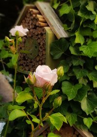 Close-up of rose plant