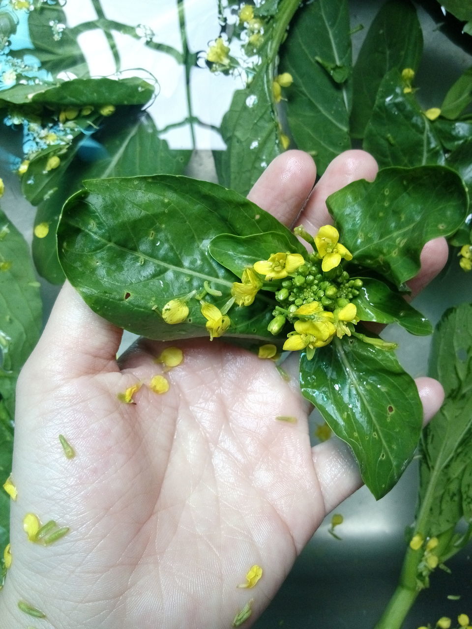 person, holding, leaf, part of, cropped, close-up, green color, unrecognizable person, human finger, animal themes, animals in the wild, one animal, wildlife, freshness, food and drink, frog, lifestyles