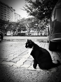 Dog sitting on street in city