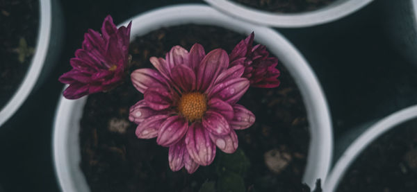 Close-up of pink flower in pot