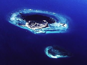 Jellyfish swimming in sea