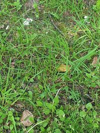 High angle view of butterfly on field