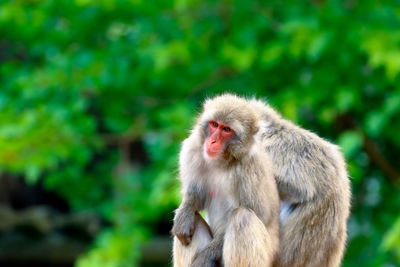 Close-up of monkeys