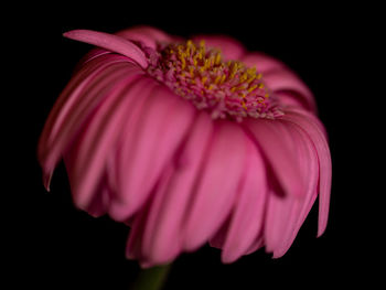 Close-up of pink flower against black background