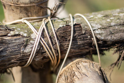Close-up of dry leaf on log in forest