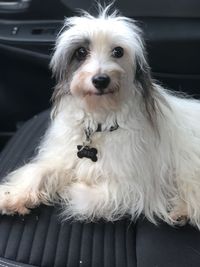 Close-up portrait of dog sitting in car