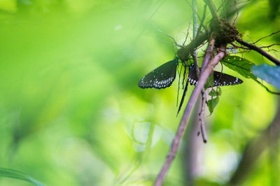Close-up of insect on leaf