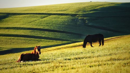 Horses on field