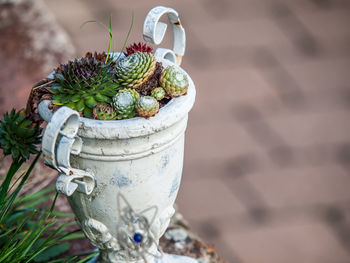 Close-up of potted plant on table