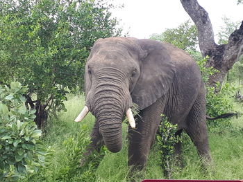 View of elephant on field