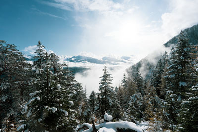 Snow covered pine trees against sky