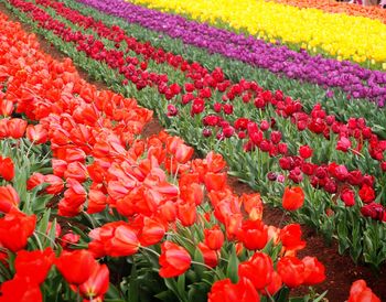 Close-up of multi colored tulips in field