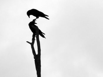 Low angle view of silhouette bird perching on branch