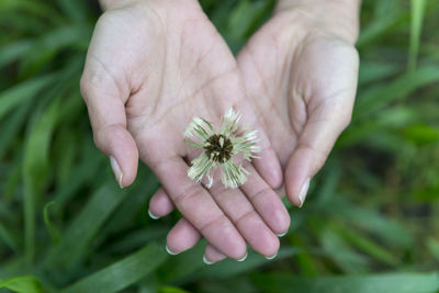 Close-up of hand holding flower