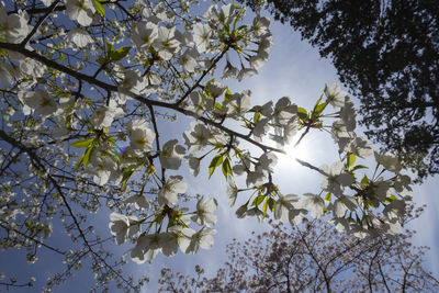 Low angle view of cherry blossoms against sky