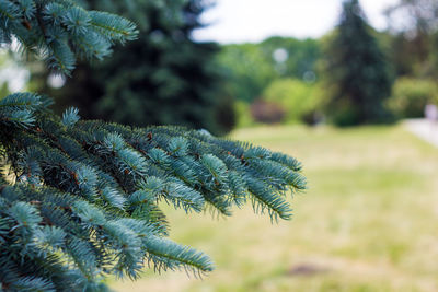 Close-up of fresh green plant