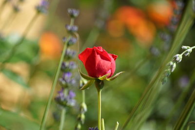 Close-up of red rose