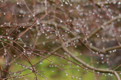 Close-up of water drops on spider web on branch
