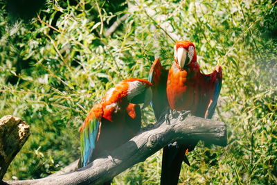 Close-up of macaws perching on tree