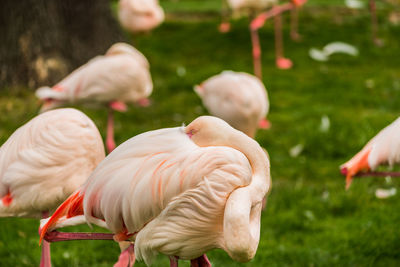 Flamingos on a field