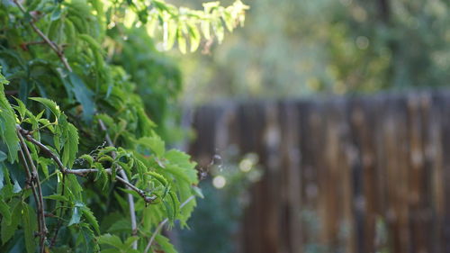 Close-up of plants against blurred background