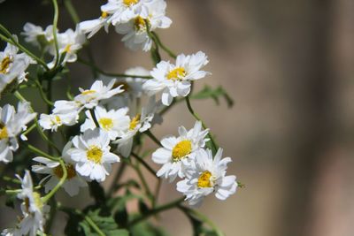 Close-up of white flowers blooming outdoors