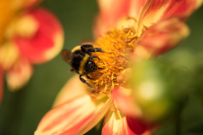 Close-up of bee on yellow flower