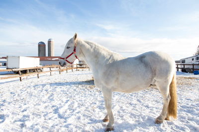 Horse standing on snow covered landscape