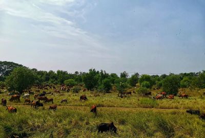 Scenic view of field against sky