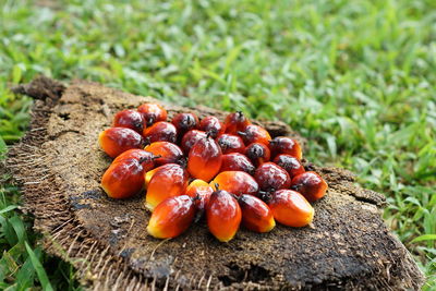 Close-up of berries on tree