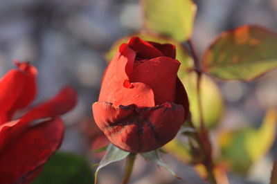 Close-up of flower against blurred background