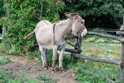 Young donkey standing by fence