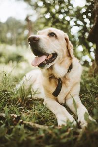 Close-up of dog looking away on field