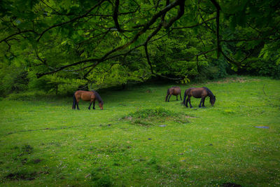 Horses grazing in a field