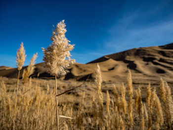 Sand dunes in the gobi dessert, china