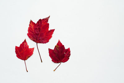 Close-up of dry maple leaves on white background