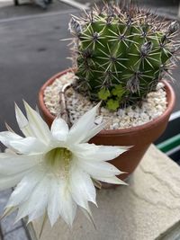 Close-up of succulent plant in pot