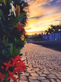 Close-up of orange flowering plant against sky during sunset