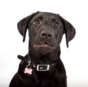 Portrait of black dog against white background