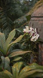 plant