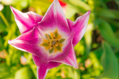 Close-up of pink flowers