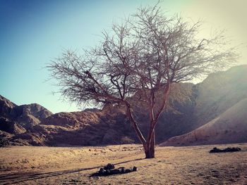 Bare tree against clear sky